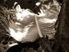 Palme